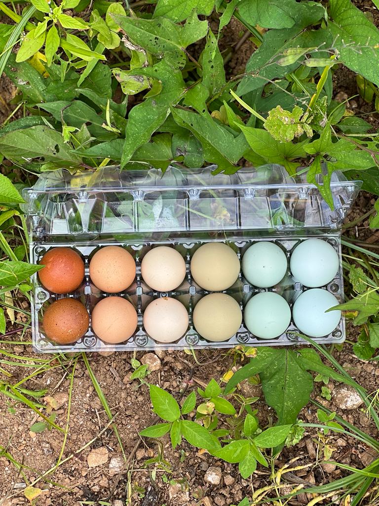 Farm Fresh Eggs